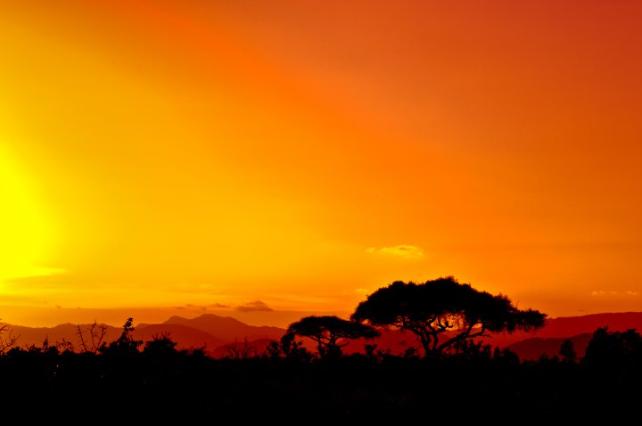 Sonnenuntergang mit Akaziensilhouetten